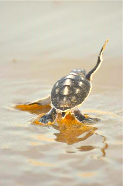 Baby Turtle Beach Nesting
