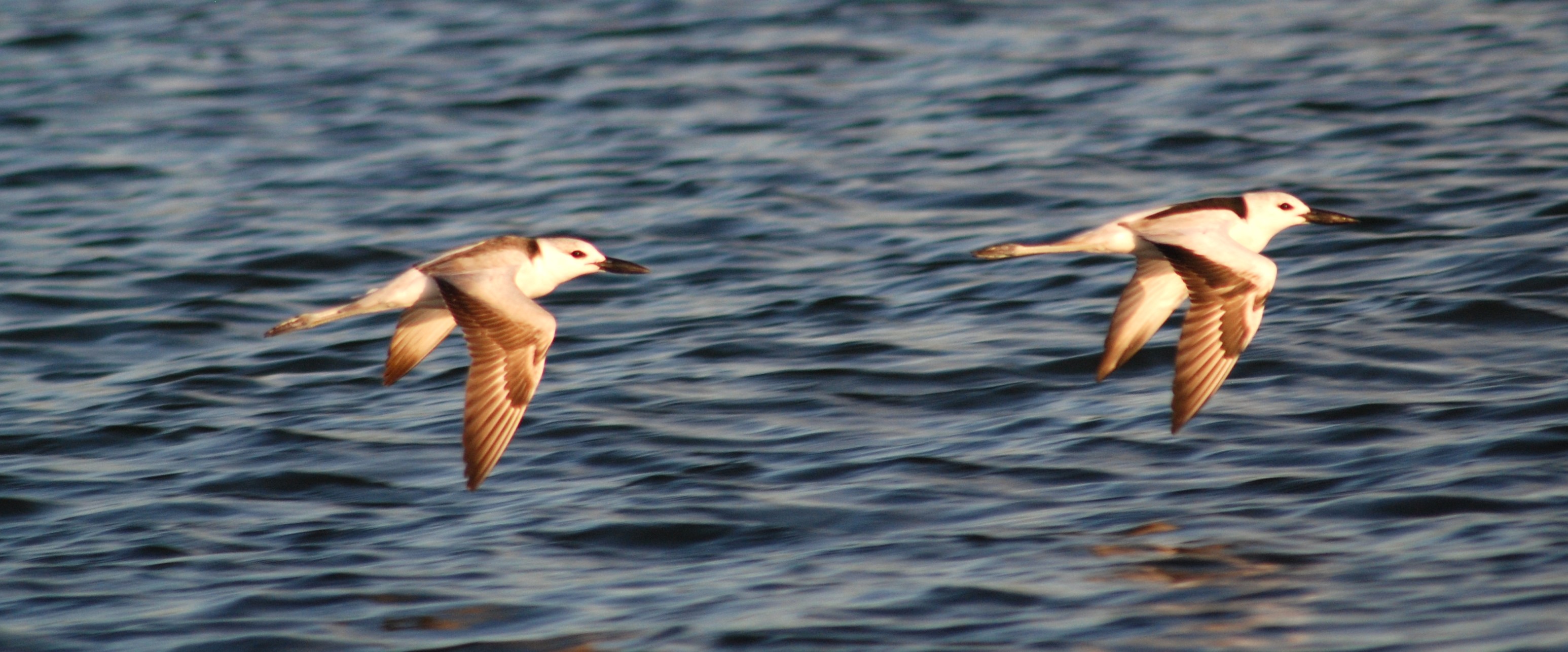 Crab Plovers