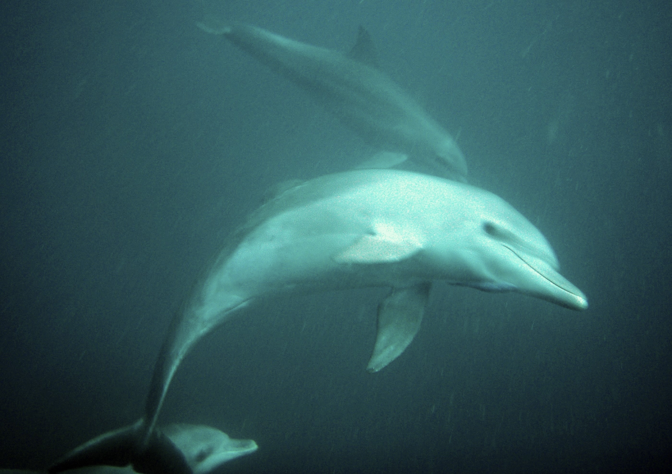 Swimming With Dolphins